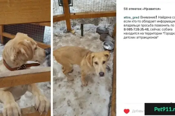 Найдена собака в Наташинском парке, ищем владельца (Люберцы)