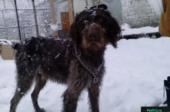 Найдена собака в Ярославле, ищем хозяев!