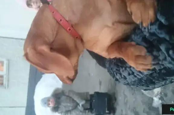Найдена собака в Челябинске, микрорайон Тополиная Аллея