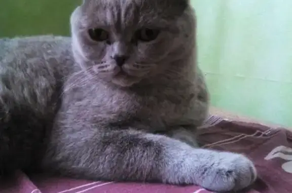Пропала домашняя кошка в Батайске 8 апреля
