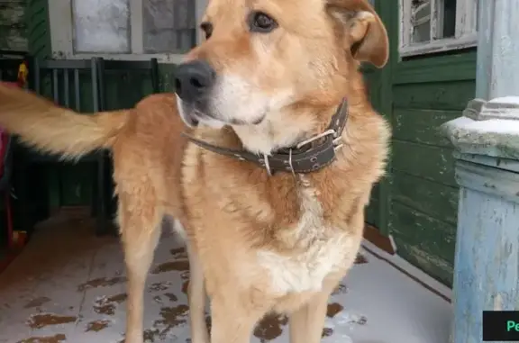 Найдена собака на Московской, Кострома