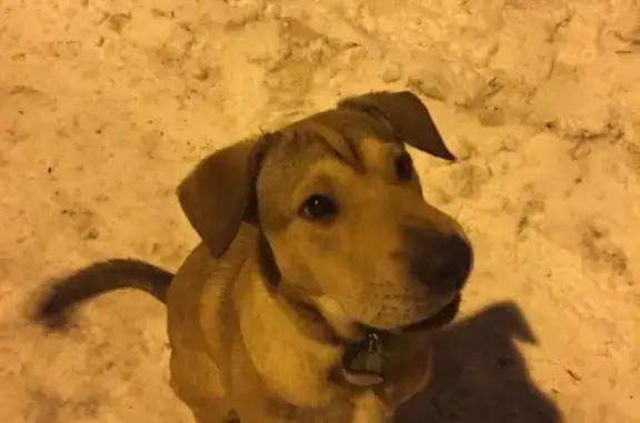 Найдена собака в районе Горпарка, нужен хозяин