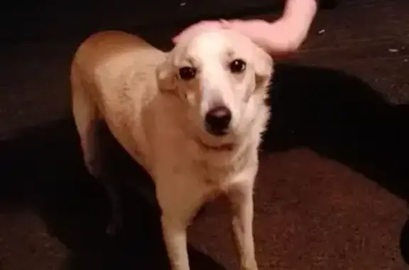 Найдена собака на улице Вити Черевичкина в Ростове