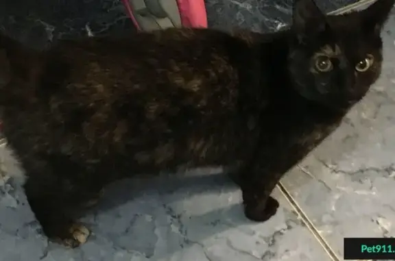 Найдена кошка на ул. Михаила Кутузова 1