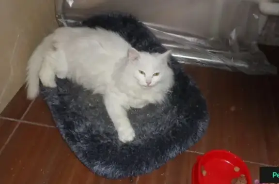 Найдена белая кошка в районе Центрального рынка, Омск