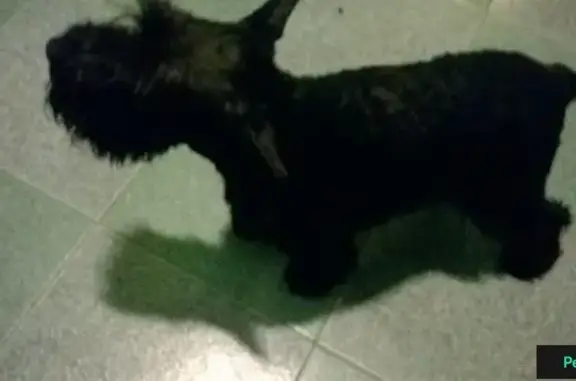 Найден щенок скотч терьера в Митино
