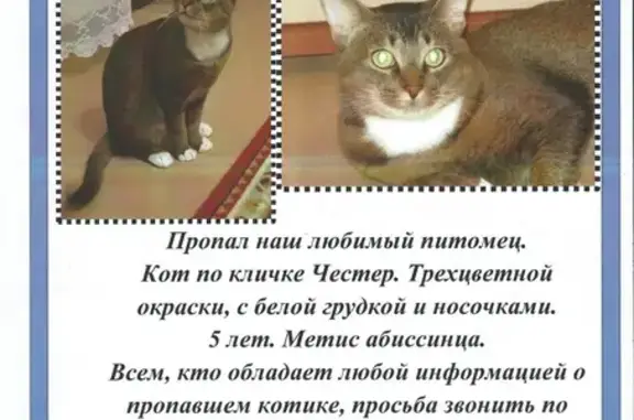 Пропал кот Честер в Солнечногорске, звоните по телефонам!
