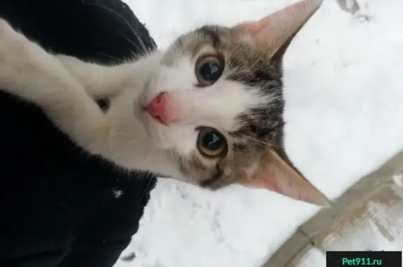 Пропавшая кошка на ул. Свердлова, 63 в Костроме