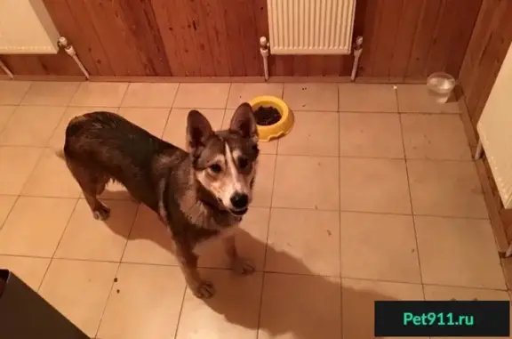 Найдена собака в Туле, Басово-Прудном