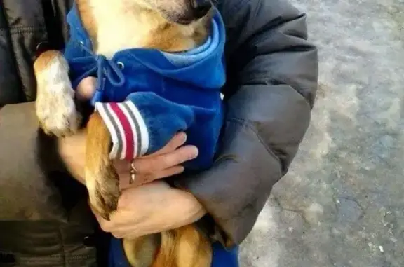 Собака найдена в Заволжском районе Ярославля
