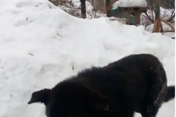 Найдена собака: черный кобель с белой звездочкой на груди в г. Верхняя Пышма