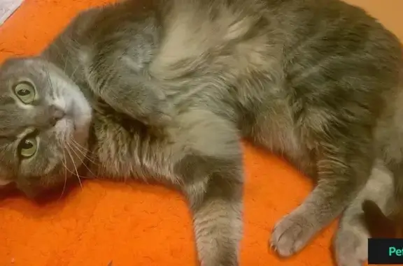 Пропала серая кошка с проблемами ЖКТ в Куркино, Москва