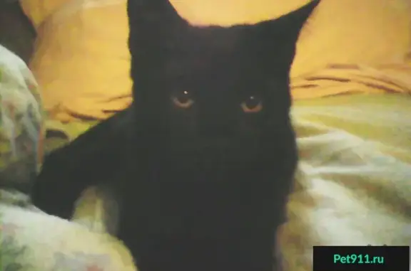 Найден черный кот с оранжевыми глазами в Королёве