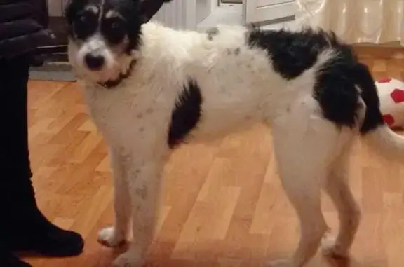 Найдена бело-черная собака, ищет хозяина. Новосибирск.