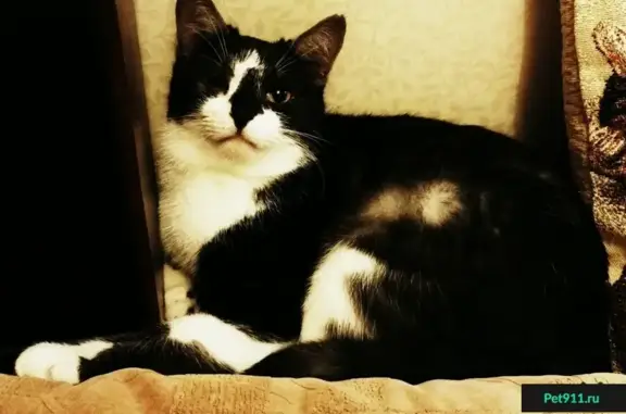 Пропала кошка в Чертаново, ул. Сумской, д. 5, черно-белый окрас, без правого глазика.
