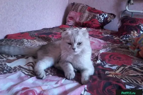Пропала кошка в поселке Залесный, Казань