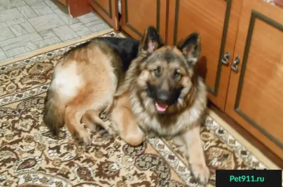 Пропала собака на РЭБ-флоте в ХМАО: помогите найти!