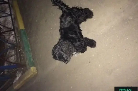 Найдена собака в посёлке Красково на улице КСЗ