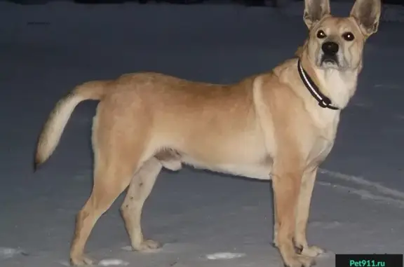 Найдена собака в Омске, ищет хозяев.