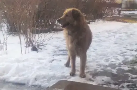 Найдена собака в поселке Синявино, Ленинградская область