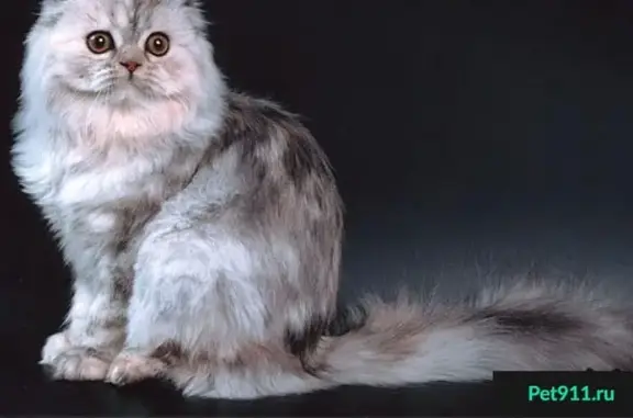 Кошки потеряшки, Лозовое, фото: Потеряшка кошка в поселке Карпов, Воронежская область