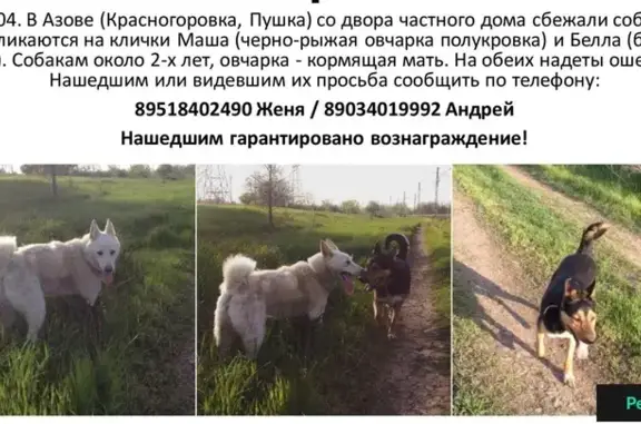 Пропали собаки в Красногоровке, Азовский р-он