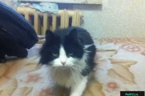 Найдены кот и кошка в Александровском парке
