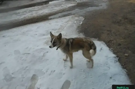 Найден щенок на улице Ленинградская