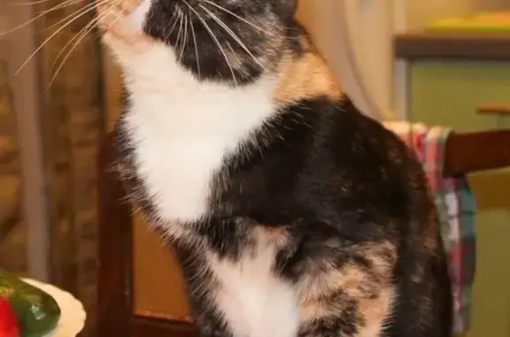 Кошки потеряшки, Нижняя Китаевка, фото: Потеряшка кошка на ул. Пушкинской, отзывается на кличку Фаська