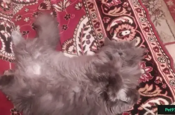 Пропала персидская кошка в Ленинском районе, Саратов