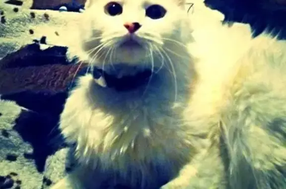 Пропала кошка в Советском районе, Челябинск (Черри, белая с чёрным пятном на носу)