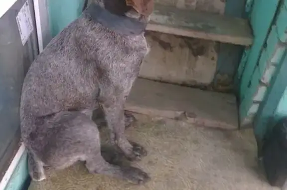 Найдена собака породы курцхаар в Ростове-на-Дону