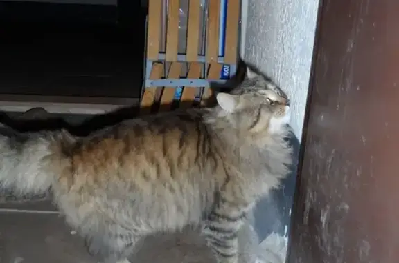 Найдена кошка в Коврове, ищут хозяев или новый дом.