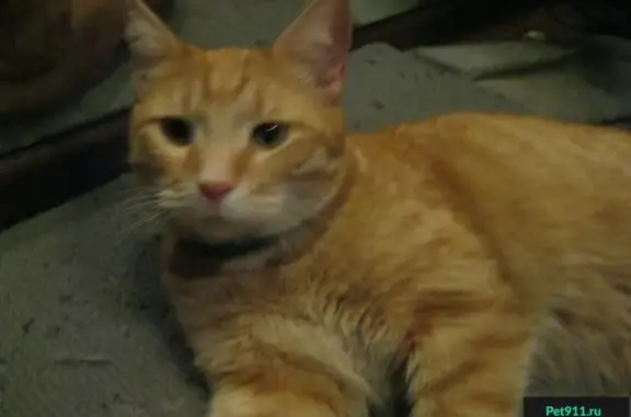 Найден рыжий кот с ошейником возле Перервинского бульвара, 21к1
