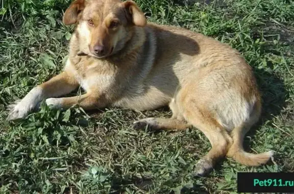 Пропала собака Рыжуня в Бугровке, Пенза