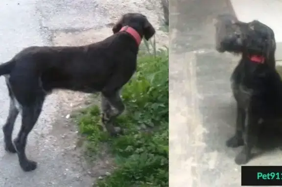 Пропала собака на ул. Селезнева/Волжская, Карасунский район.