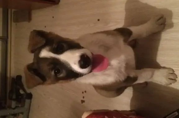 Найден щенок в Орехово-Зуево