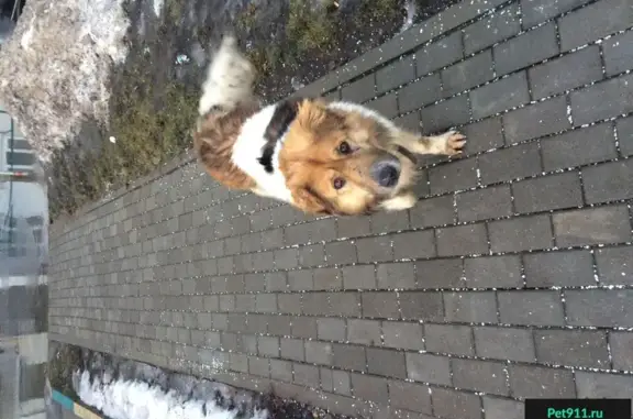 Найдена собака в Ватутинках, ищет хозяев