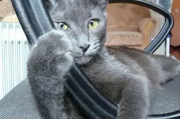 Пропал кот Барсик на ул. 40 лет Октября 12 в Россоши