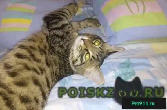 Пропала кошка в Ульяновске на пр. Нариманова 92-94