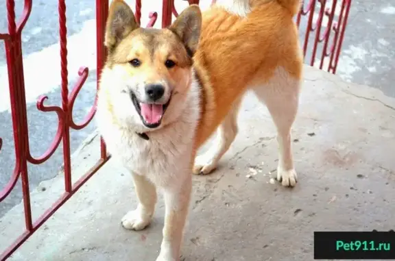 Пропала собака в Пролетарском районе, Ростов-на-Дону