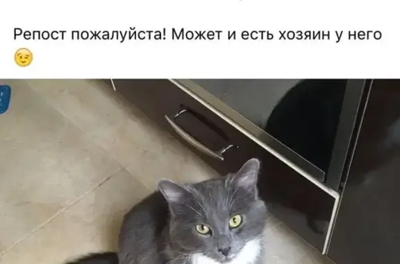 Найден кот на ул. Тургенева 139, Краснодар