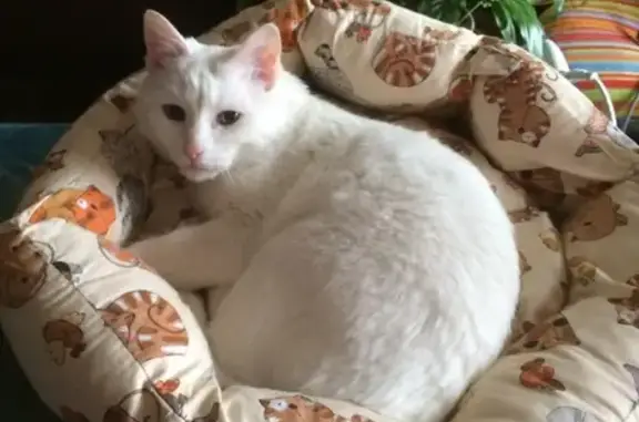 Найдена белая кошка в Букино, Лобня