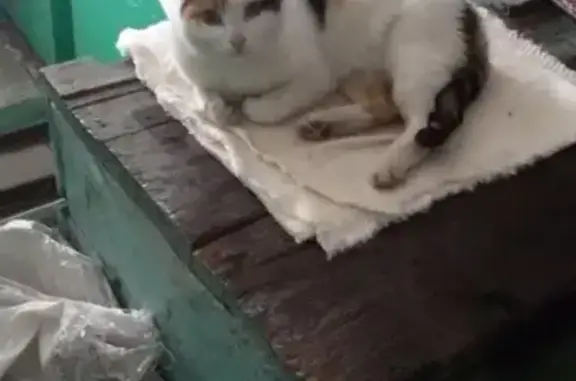 Найдена кошка на пр. Менделеева в Омске