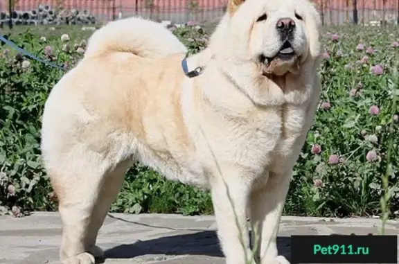 Пропала собака Гранд в Боровском проезде