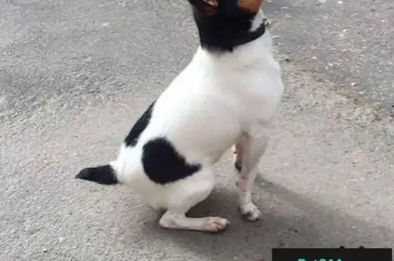 Пропала собака в Трубниковском переулке, метро Смоленская
