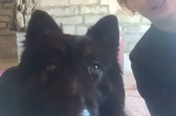 Пропала собака в поселке Лазурный, Красноармейский р-он