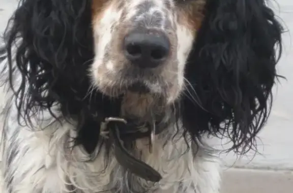 Собаки потеряшки, деревня Березовая Грива, фото: Потеряшка собака в деревне Березовая грива