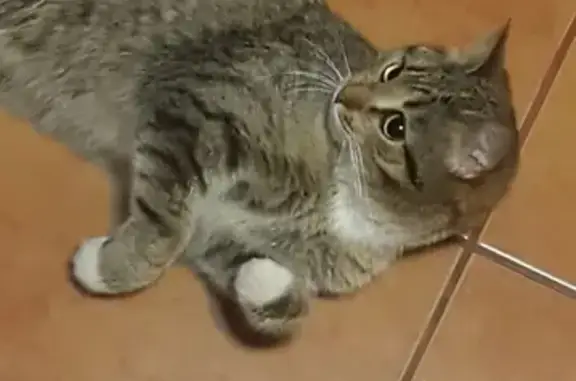 Найдена домашняя кошка в Люберцах