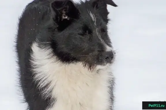 Найдена девочка-собачка в посёлке Новосадовый.